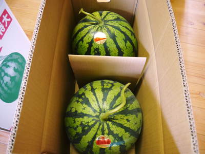 熊本スイカ「肥後漫遊」出荷!_a0254656_15393948.jpg