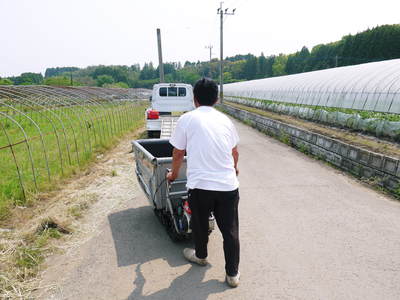 熊本スイカ「肥後漫遊」出荷!_a0254656_1753371.jpg