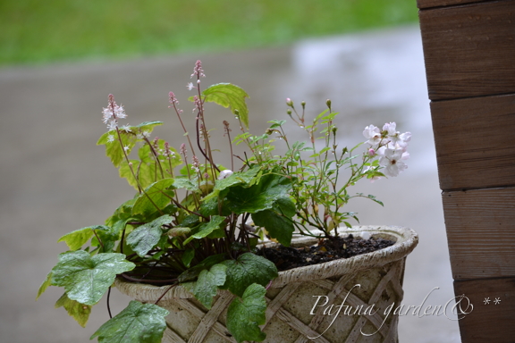 春の雨もいいもんだ！_e0184558_8294796.jpg