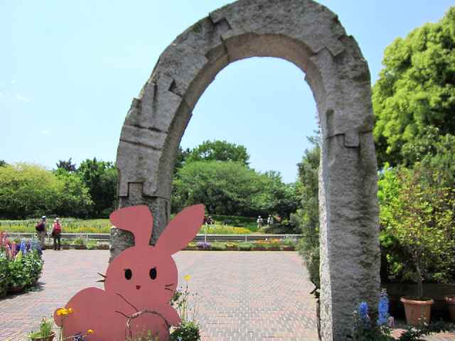 【フラワーセンターの初夏の花々】_c0042960_17442363.jpg