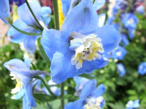 【フラワーセンターの初夏の花々】_c0042960_17443657.jpg