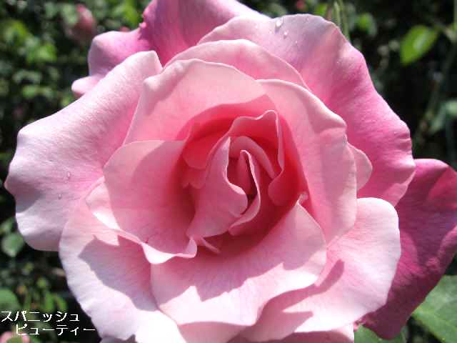 【フラワーセンターの初夏の花々】_c0042960_17452291.jpg