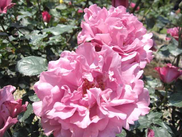 【フラワーセンターの初夏の花々】_c0042960_17453657.jpg