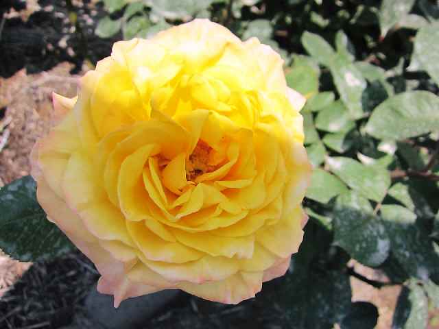 【フラワーセンターの初夏の花々】_c0042960_17454098.jpg