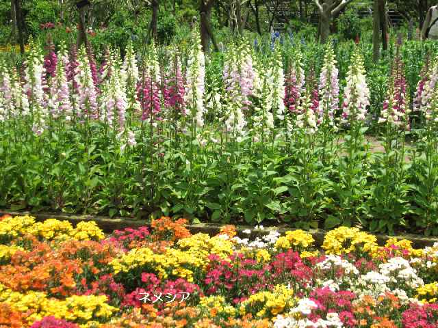 【フラワーセンターの初夏の花々】_c0042960_17455220.jpg