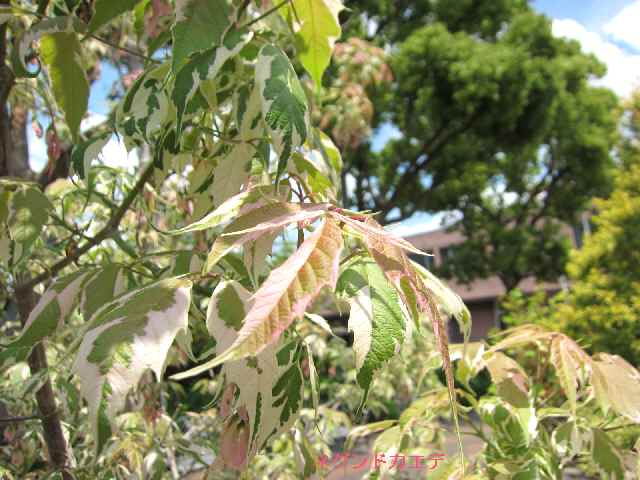 【フラワーセンターの初夏の花々】_c0042960_17461287.jpg