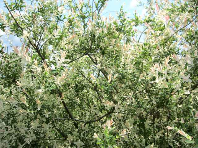 【フラワーセンターの初夏の花々】_c0042960_17462822.jpg