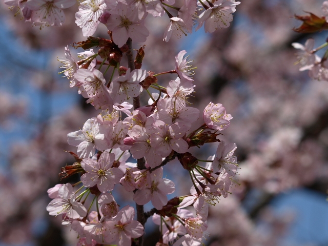 市民文化公園の桜　２０１２_d0153062_853185.jpg