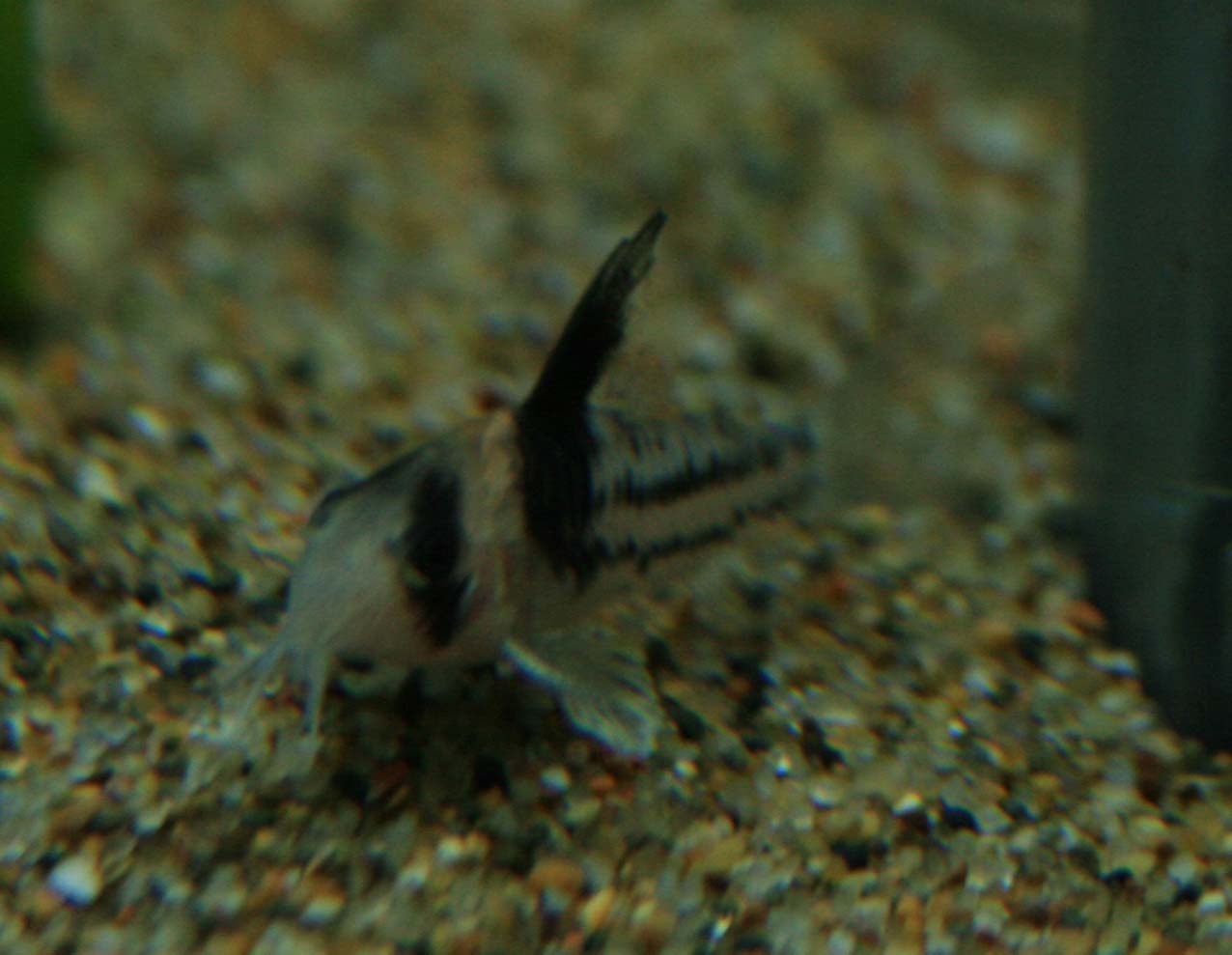 a0162263_20312883.jpg