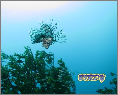 ツユベラ_e0273365_18292165.jpg