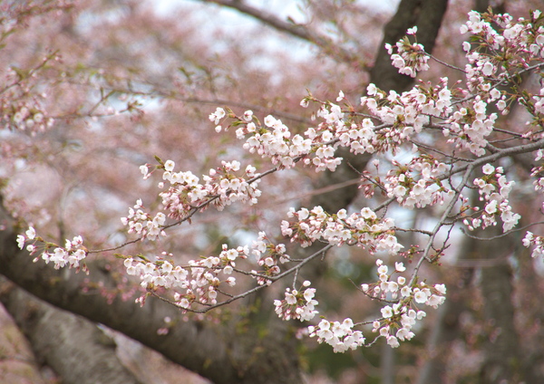 桜三昧！！　　道南の旅　一日目　～～～（＾＾）_e0213873_20162399.jpg