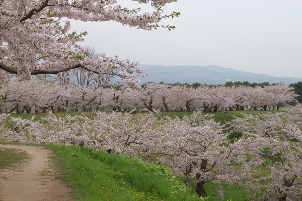 桜三昧！！　　道南の旅　一日目　～～～（＾＾）_e0213873_2018201.jpg