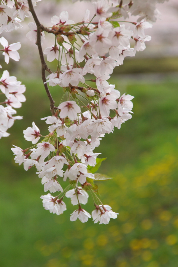 桜三昧！！　　道南の旅　一日目　～～～（＾＾）_e0213873_20194953.jpg