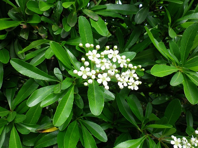 ピラカンサ（かなり持ち込み古い） ピラカンサ（かなり持ち込み古い）