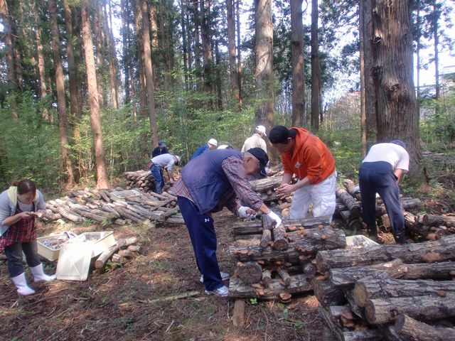 5/10 里山にてシイタケを収穫してきました_b0245781_1383059.jpg