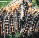 a0221584_117327.gif