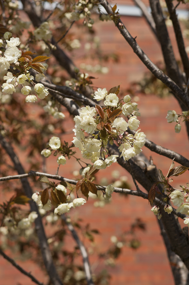 鬱金の桜_a0141385_841654.jpg