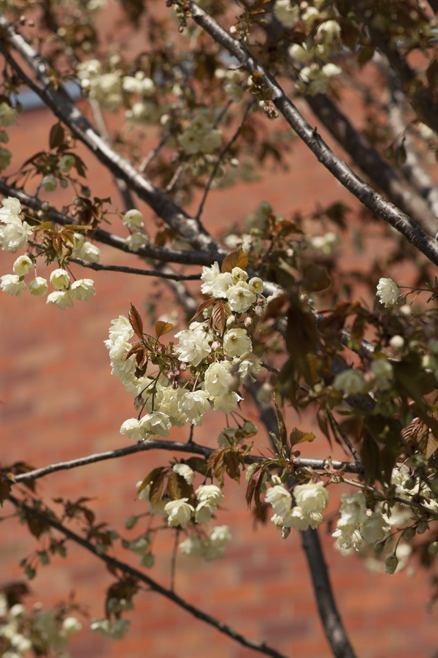 鬱金の桜_a0141385_842970.jpg