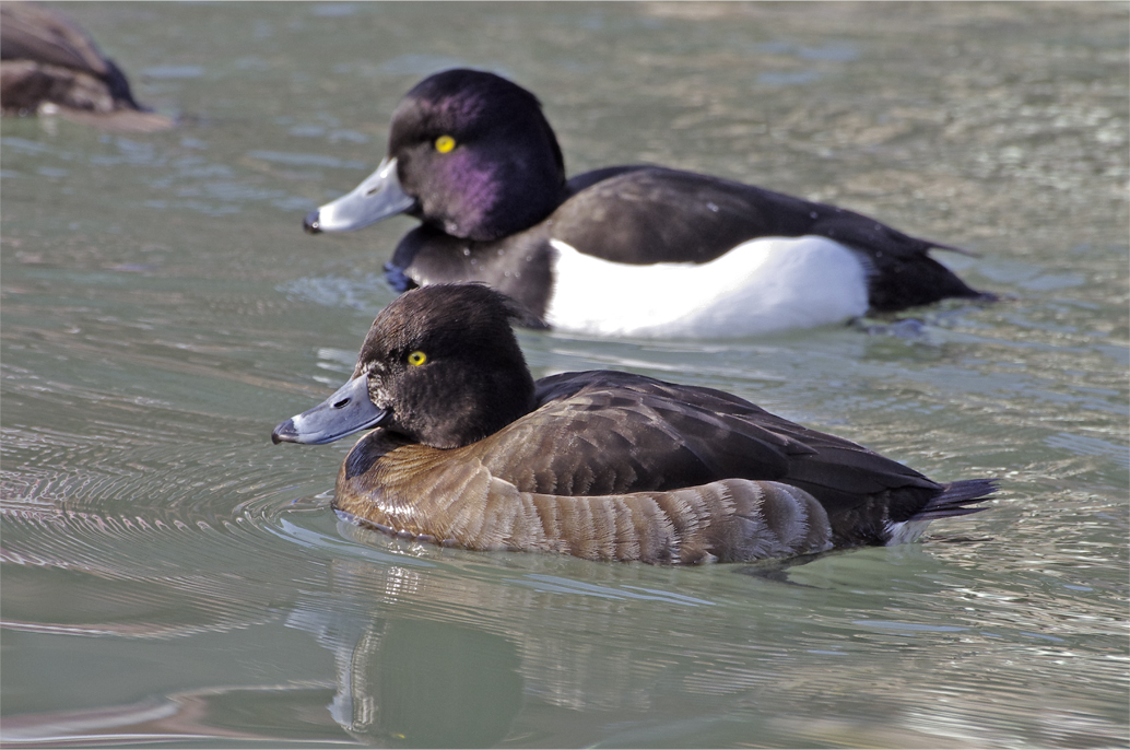 ☆☆☆☆☆ 野鳥選集・・・・・・キンクロハジロ ☆☆☆☆☆_a0260487_17374327.jpg