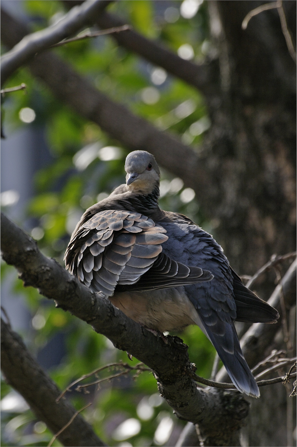 ☆☆☆☆☆ 野鳥選集・・・・・・キジバト ☆☆☆☆☆_a0260487_1743248.jpg