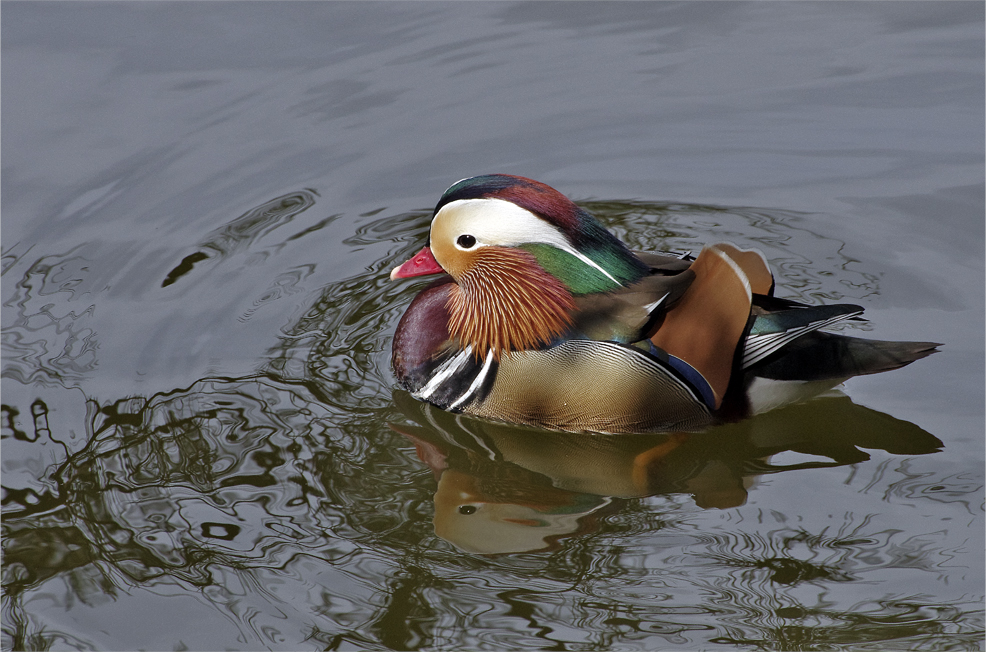 ☆☆☆☆☆ 野鳥選集・・・・・・オシドリ ☆☆☆☆☆_a0260487_1891145.jpg