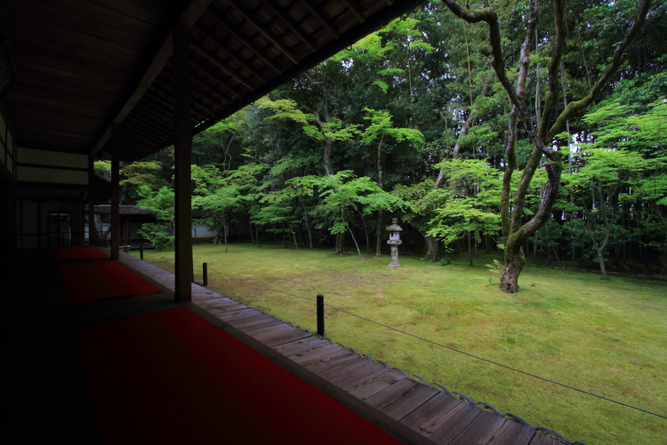 高桐院（大徳寺塔頭）_e0051888_4534789.jpg