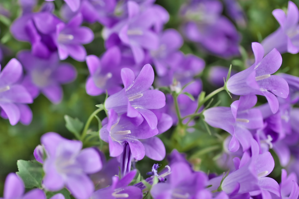 ベルフラワー 乙女桔梗 四季彩