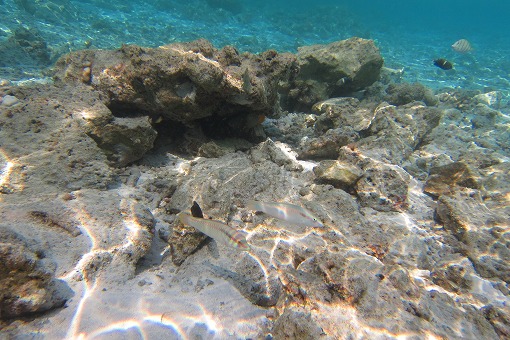 e0160595_1559279.jpg