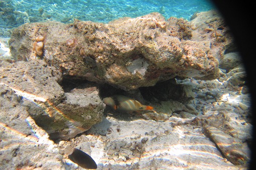e0160595_15593371.jpg