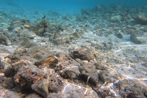 e0160595_15593848.jpg