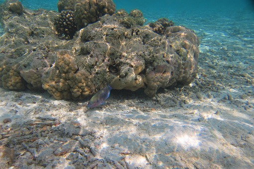 e0160595_16104421.jpg
