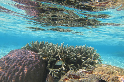e0160595_1631460.jpg