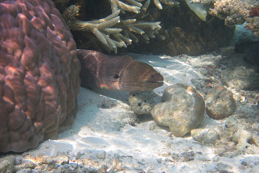 e0160595_1644635.jpg