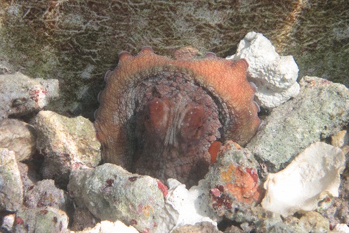 e0160595_1665050.jpg