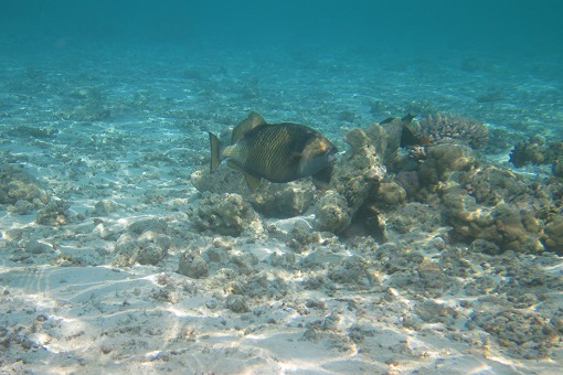 e0160595_1682199.jpg
