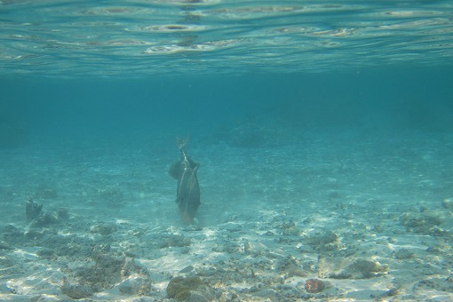 e0160595_1684862.jpg