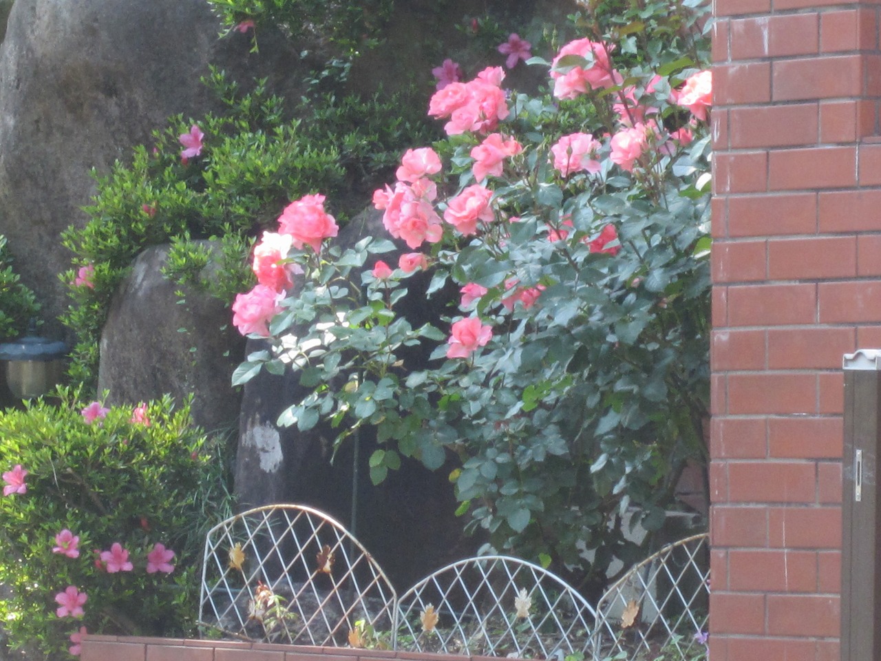 近所の薔薇屋敷ﾍ(ﾟ∀ﾟ*)ﾉ_a0258496_214198.jpg