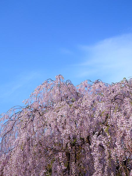 桜を追って、北上_e0204700_19582229.jpg