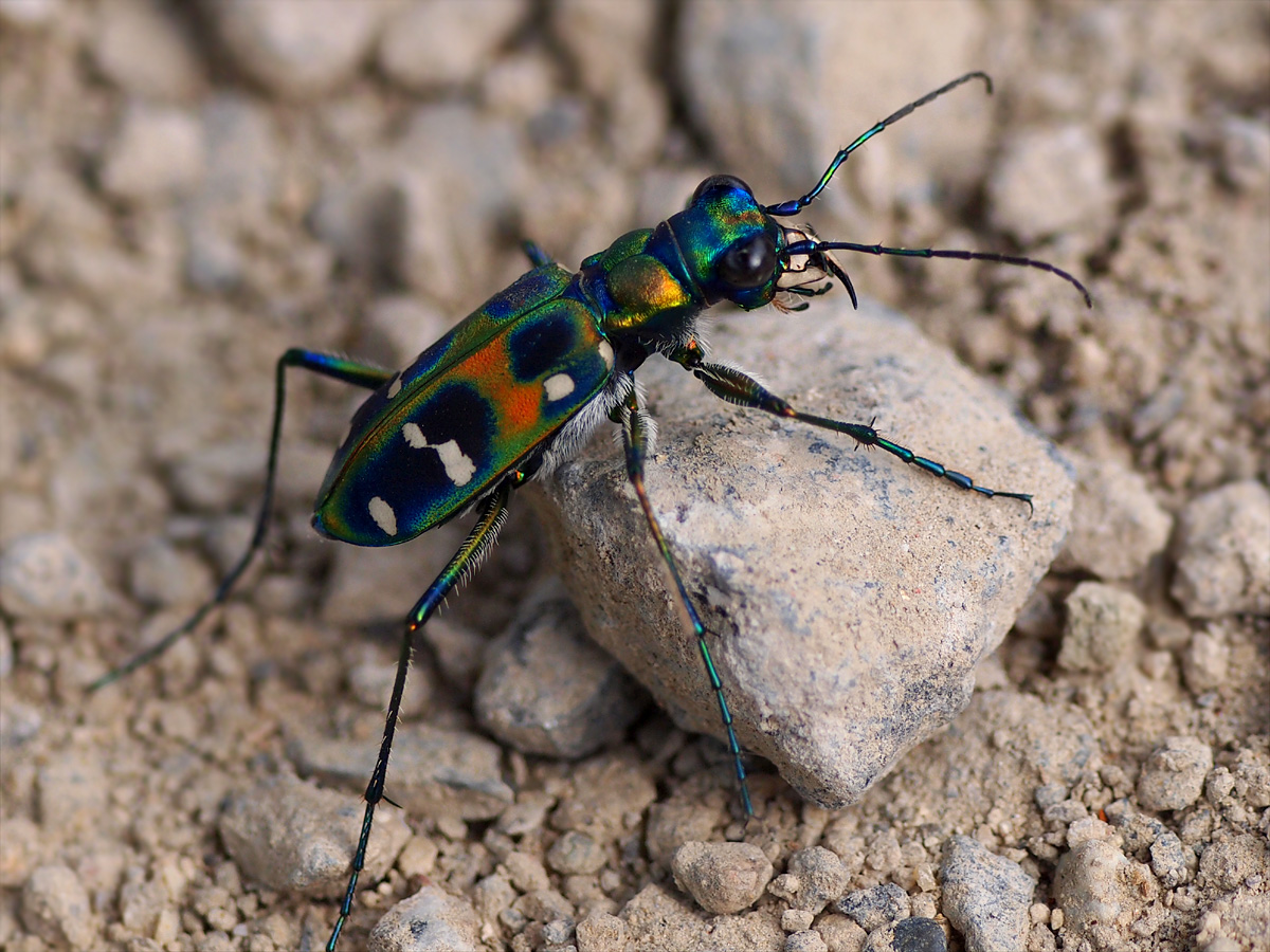 tiger  beetle （ハンミョウ）_e0156403_5542222.jpg