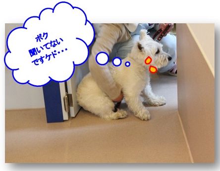 さかのぼって4月11日の事。　狂犬病、フィラリア検査‥等_a0161111_12132957.jpg