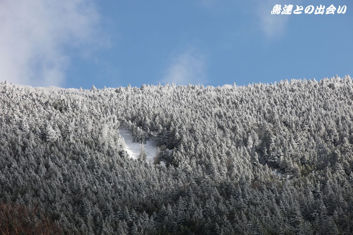 山はまだ雪　・・・　ニホンカモシカ_e0139623_2193663.jpg