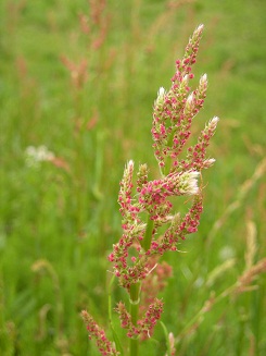 Ester in JAPAN(4月30日-2-)-静岡-_f0165730_20582058.jpg