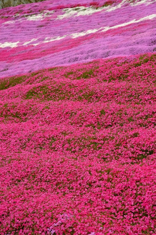 東藻琴　芝桜　満開_f0050534_1635626.jpg