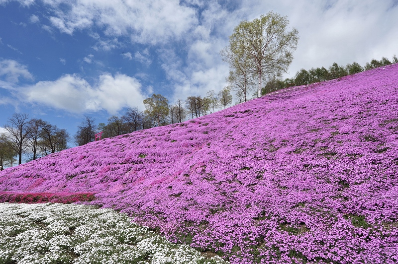東藻琴　芝桜　満開_f0050534_1641344.jpg