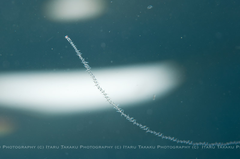カラカサクラゲ_b0186442_22402647.jpg