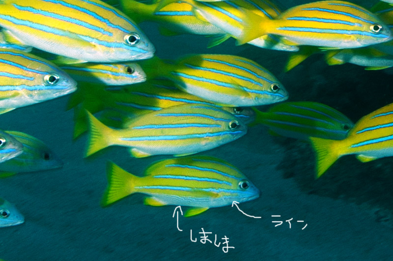 ベンガルフエダイ_b0186442_23261182.jpg