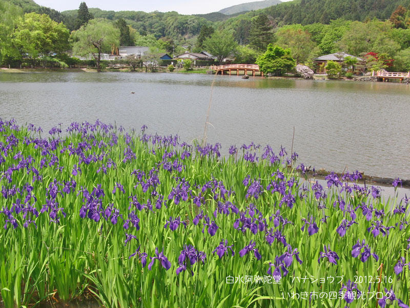 5月16日（水）　白水阿弥陀堂のハナショウブ_f0105342_1739581.jpg