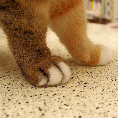 だ〜れだ？_a0028451_134489.jpg