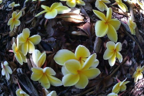 KOKO CRATER BOTANICAL GARDEN_a0132260_14544020.jpg