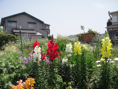 c0108460_16352971.jpg